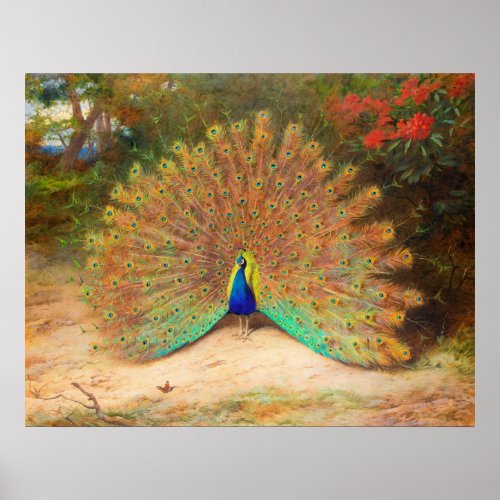 Peacock and Peacock Butterfly Poster