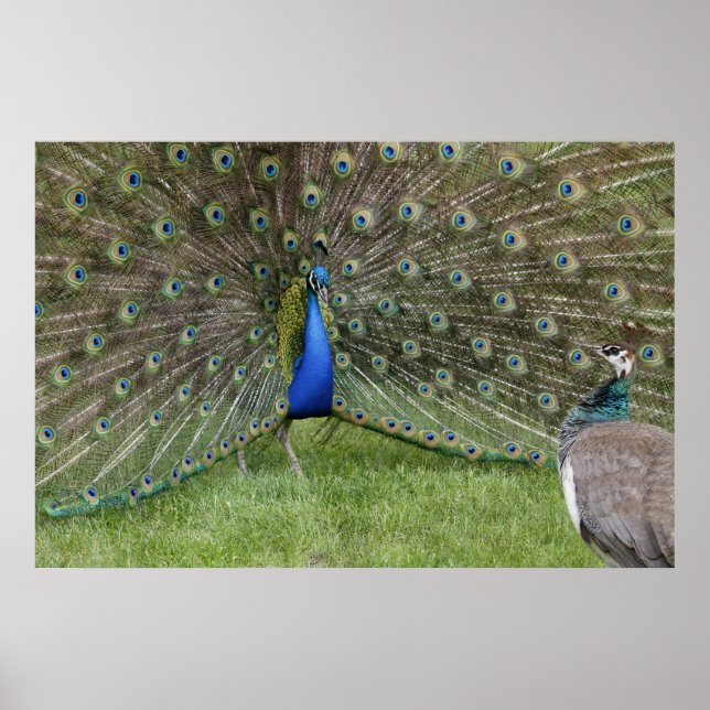 Peacock and Peahen Poster (Front)