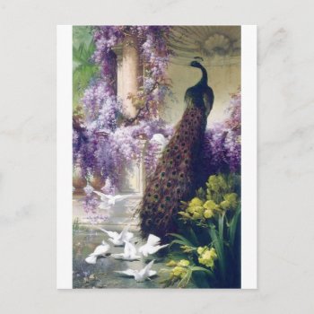 Peacock And White Doves Birds Painting Postcard by EDDESIGNS at Zazzle