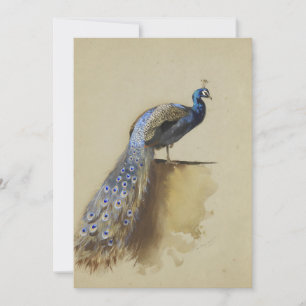 Peacock Archibald Thorburn