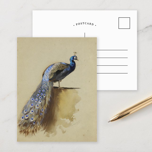 Peacock | Archibald Thorburn Postcard (Creator Uploaded)