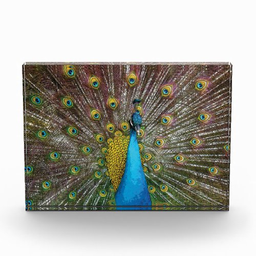 Peacock Art in Jewel Tones Photo Block