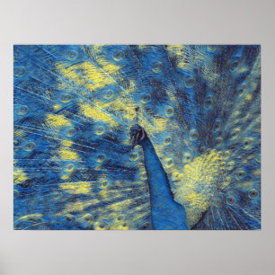 Peacock Artwork in Van Gogh Starry Night Colors Poster