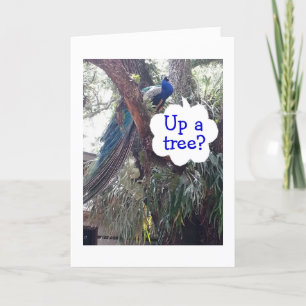 PEACOCK ASKS IF YOU ARE UP A TREE OVER BEING OLDER CARD