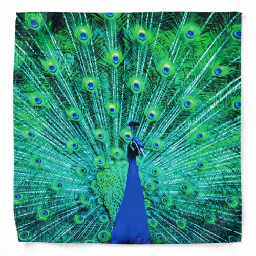 Peacock Bandana