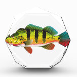 Peacock Bass Bright Ocean Gamefish Illustration Acrylic Award at Zazzle