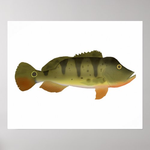 Peacock Bass Poster