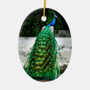 peacock beautiful feather art colours ceramic ornament
