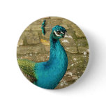Peacock Beautiful Nature Photography Button
