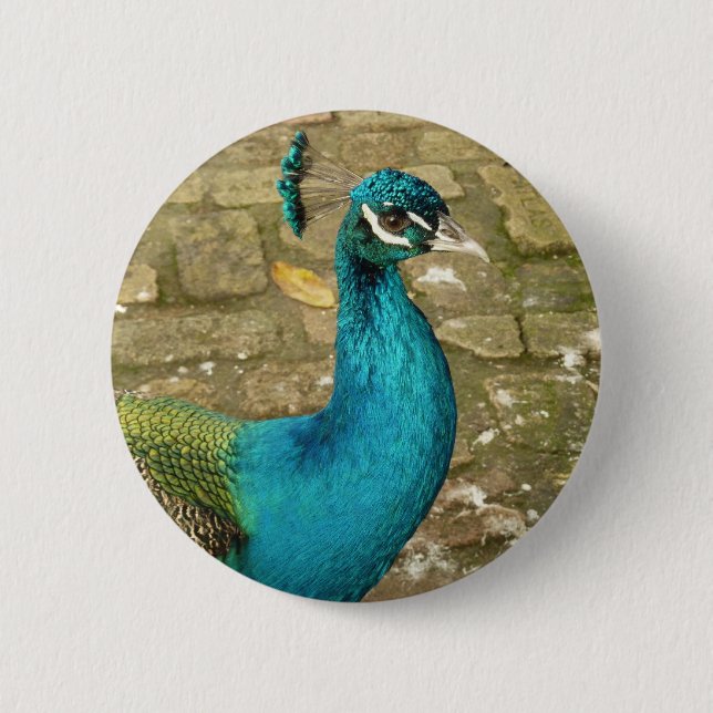 Peacock Beautiful Nature Photography Button (Front)