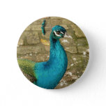 Peacock Beautiful Nature Photography Button