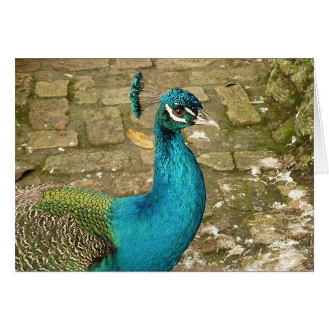 Peacock Beautiful Nature Photography Cards (Front Horizontal)