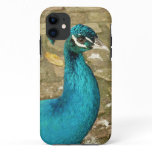 Peacock Beautiful Nature Photography iPhone 11 Case