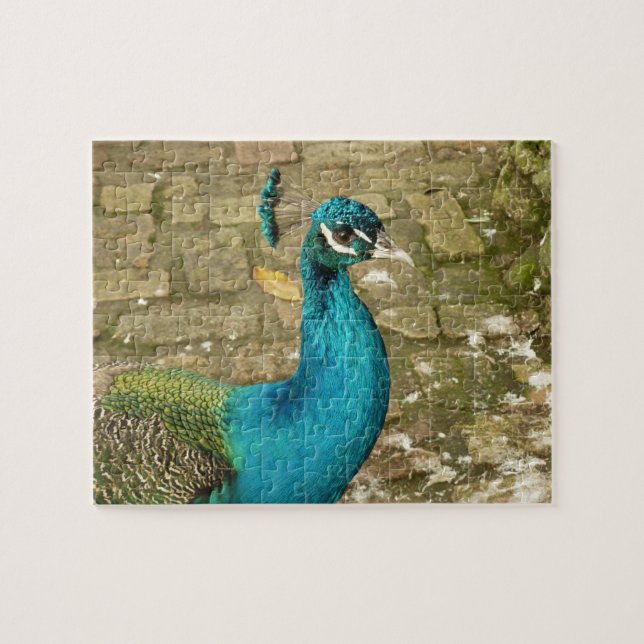 Peacock Beautiful Nature Photography Jigsaw Puzzle (Horizontal)