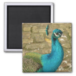 Peacock Beautiful Nature Photography Magnet