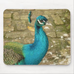 Peacock Beautiful Nature Photography Mouse Pad
