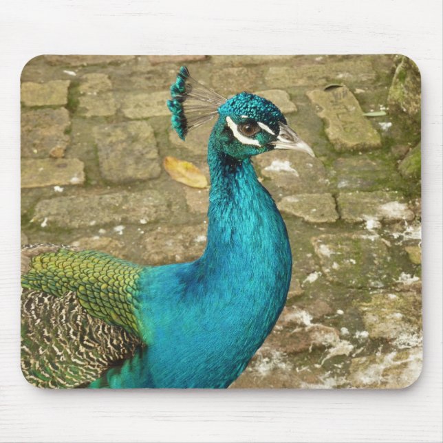 Peacock Beautiful Nature Photography Mouse Pad (Front)