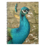 Peacock Beautiful Nature Photography Notebook
