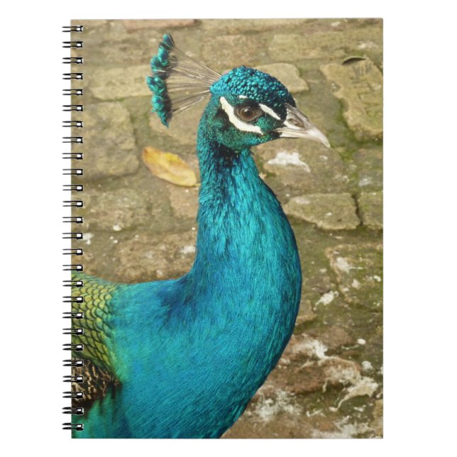 Peacock Beautiful Nature Photography Notebook (Front)