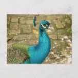 Peacock Beautiful Nature Photography Postcard