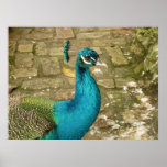 Peacock Beautiful Nature Photography Poster