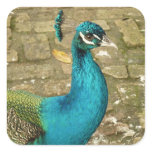 Peacock Beautiful Nature Photography Square Sticker