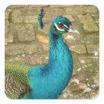 Peacock Beautiful Nature Photography Square Sticker