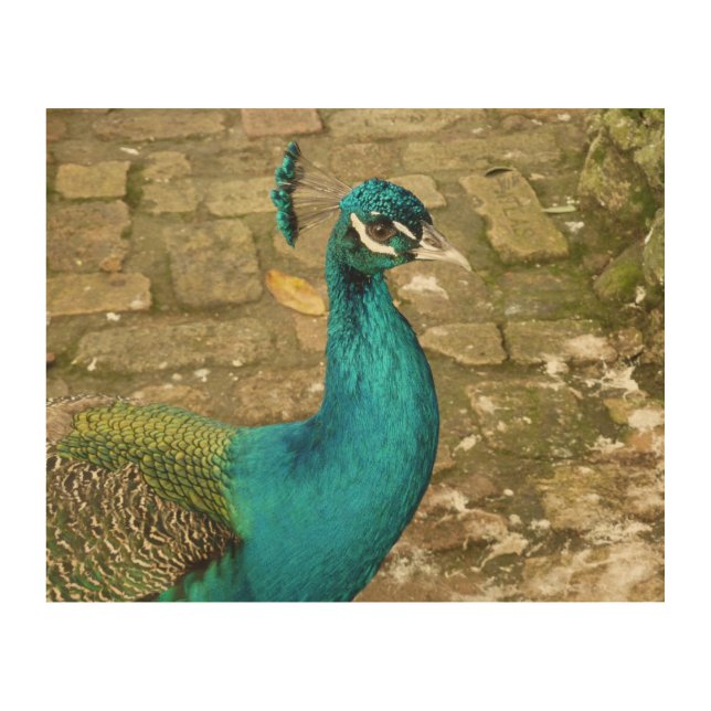 Peacock Beautiful Nature Photography Wood Wall Decor (Front)