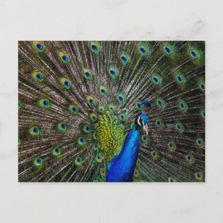 Peacock Beauty Postcard