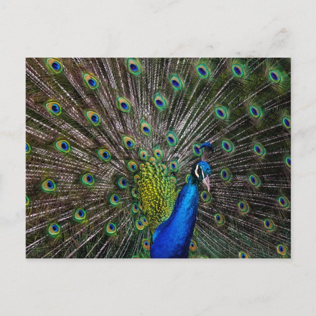 Peacock Beauty Postcard (Front)