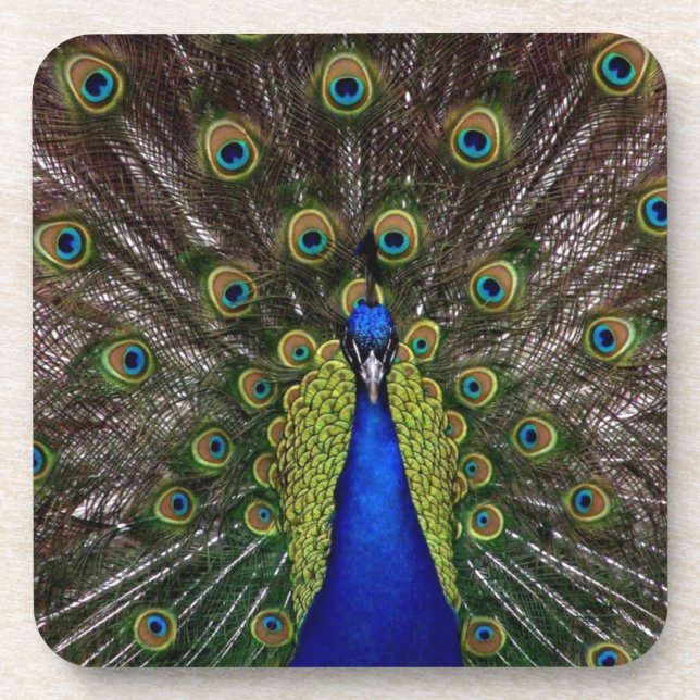 Peacock Beverage Coaster (Front)