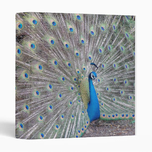 Peacock Bird Binder