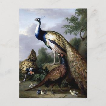 Peacock Bird Family Painting Postcard by EDDESIGNS at Zazzle