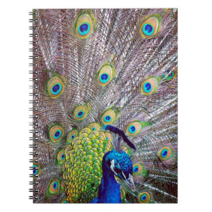 Peacock bird feathers notebook