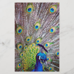 Peacock bird feathers stationery