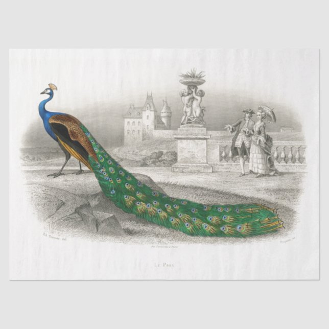 Peacock Bird French Court Vintage Decoupage  Tissue Paper (Front)
