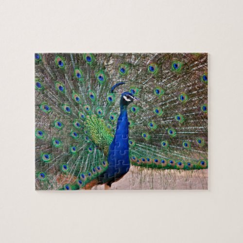 Peacock bird in full display jigsaw puzzle