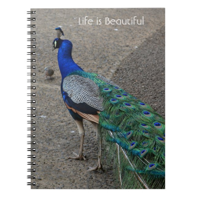 Peacock Bird Kauai (my photography) Notebook (Front)