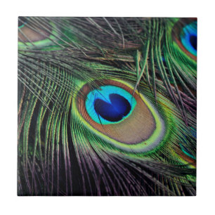 Peacock Bird Peafowl Tile