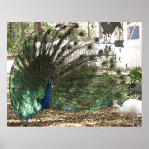 Peacock Bird Plumage and Albino Peahen Photo Poster