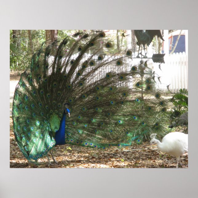 Peacock Bird Plumage and Albino Peahen Photo Poster (Front)