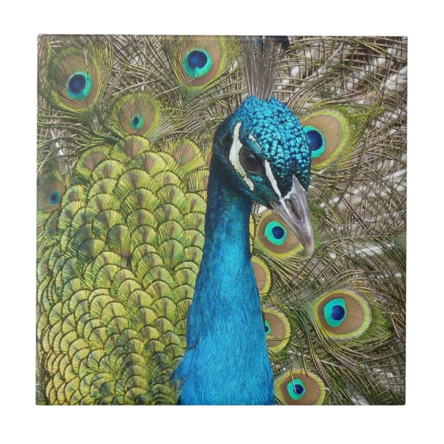 Peacock bird with beautiful feathers ceramic tile (Front)