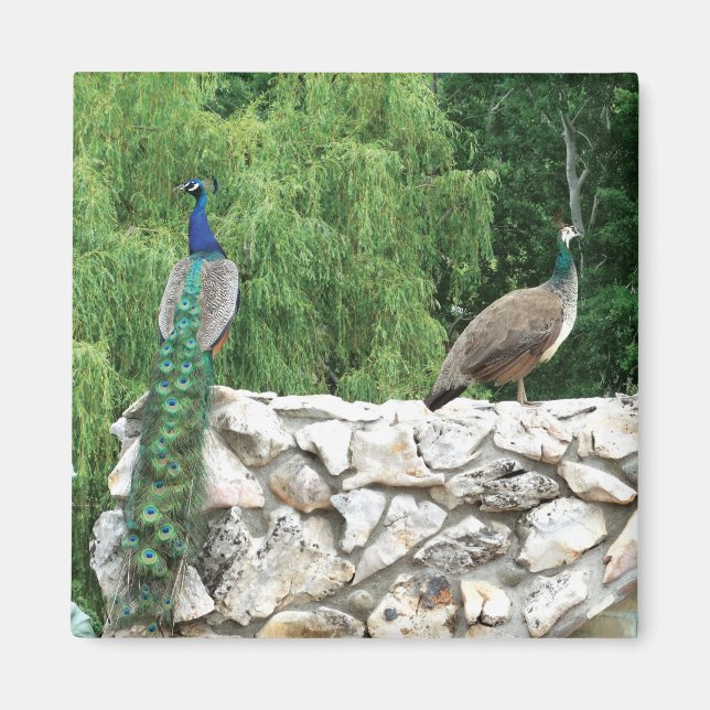Peacock Birds Garden 5.1 Cm Square Magnet (Front)