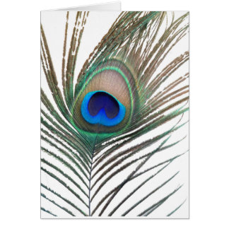 Blank With Peacock Cards | Zazzle