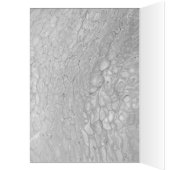 Peacock Blank Card (Inside (Left))