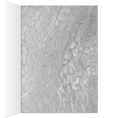 Peacock Blank Card (Inside (Right))