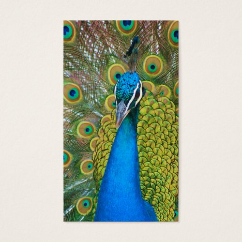 Peacock Blue Head with and Colorful Tail Feathers Business Card