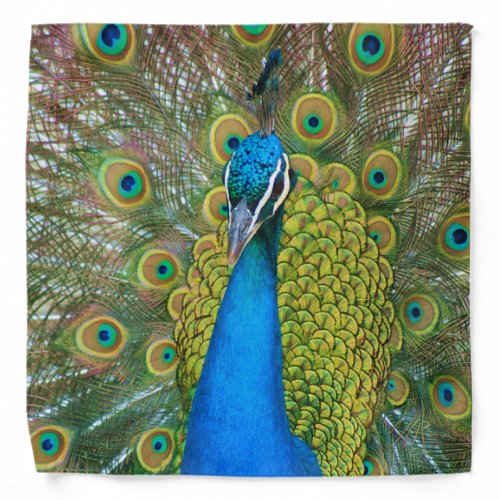 Peacock Blue Head with and Colorful Tail Feathers Bandana