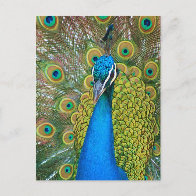 Peacock Blue Head with and Colorful Tail Feathers Postcard (Front)