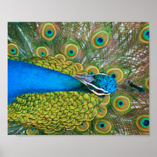 Peacock Blue Head with and Colorful Tail Feathers Poster